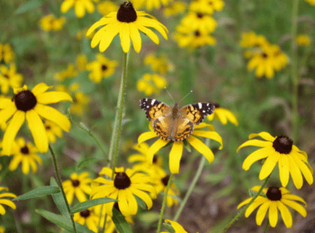 Black-eyed Susans and a butterfly