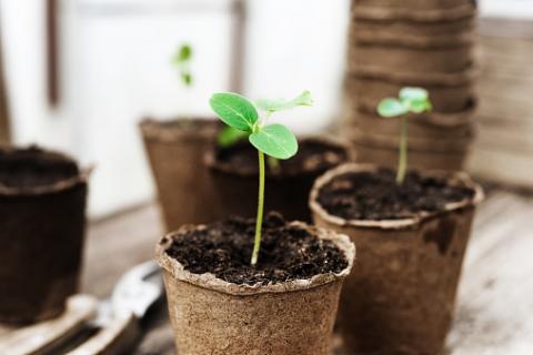 Seeds sprouting