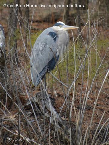 Photo by Alison Milligan of a Blue Heron standing in a riparian buffer