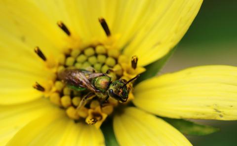 A sweat bee!