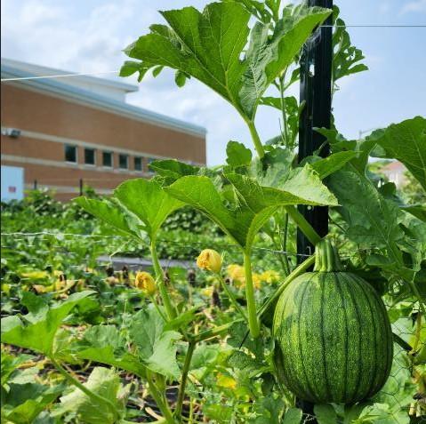Close up of a watermelon on a vine, with community garden behind, and Crofton Library in background. Blue sky with several puffy clouds.