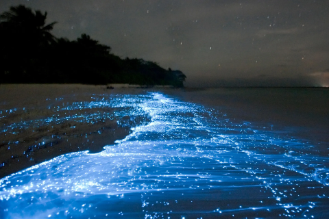 bioluminescence