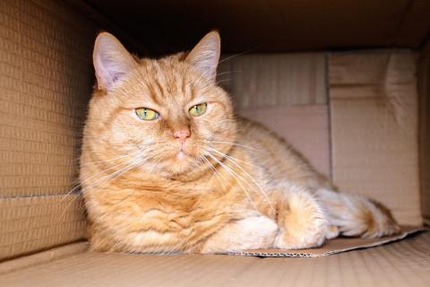 Orange and white cat sitting in a cardboard box