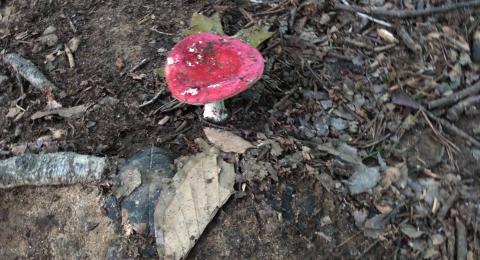 A bright red mushroom or toadstool growing out of mulch