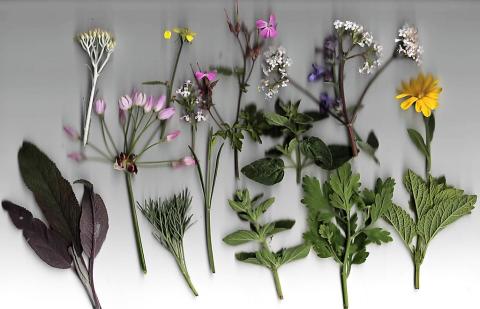 Different herbs laying on a surface