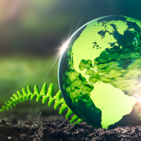 Globe in the foreground that is reflecting light and clouds, and sitting on a fern frond on bare soil on a fern 