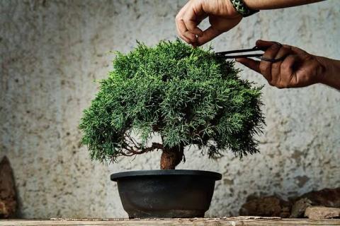 hands using tools to clip a bonsai tree