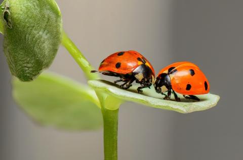 Two ladybugs sitting together on a leaf