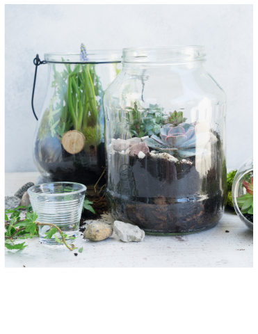 plants, soil, rocks artfully arranged in glass containers