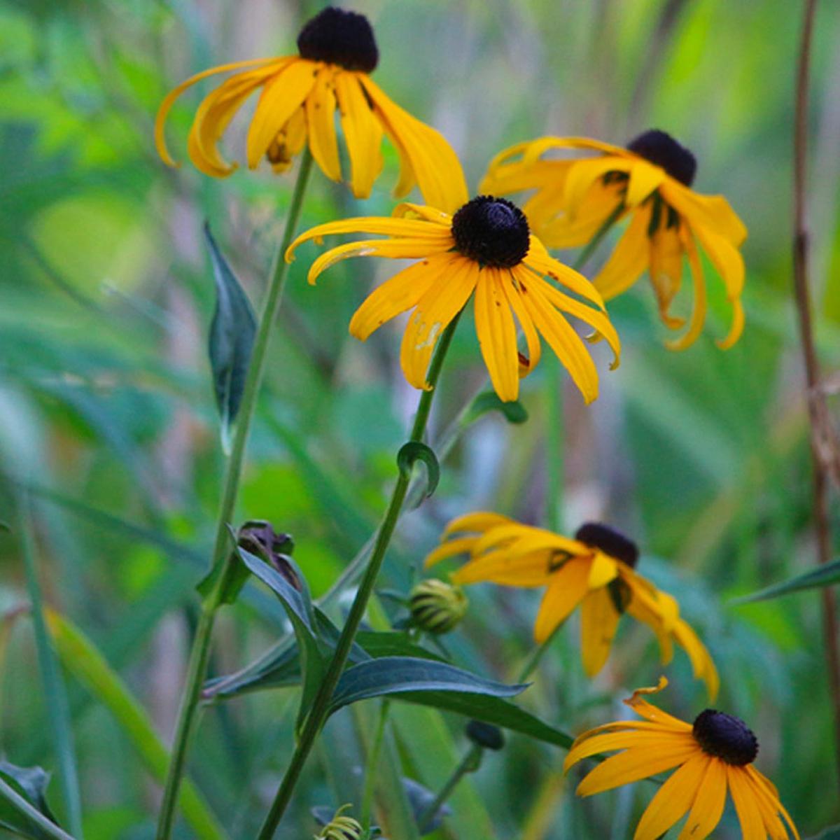 Picture of black-eyed susans. Flowers with yellow petals and dark brown raised disk in center.