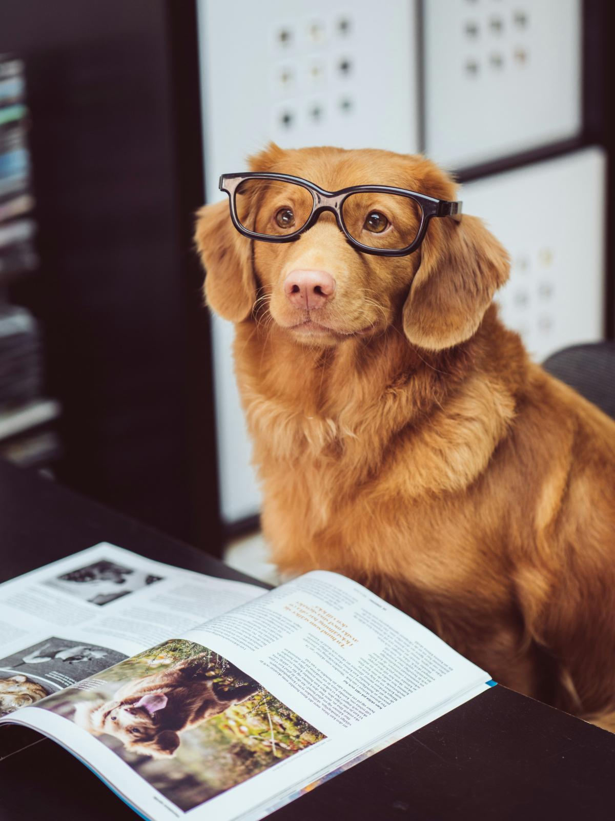 Dog wearing glasses, reading a book.