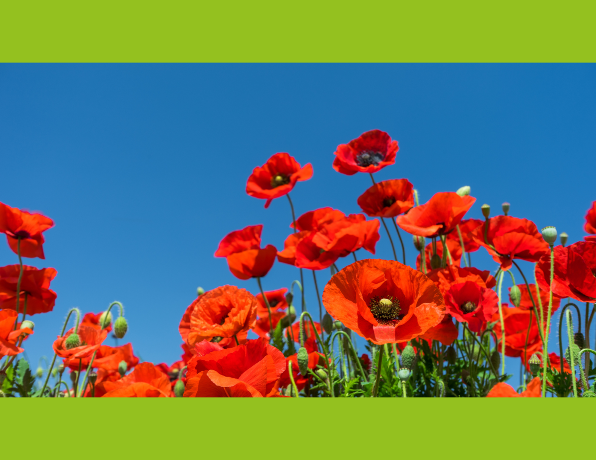 Poppy Flowers 