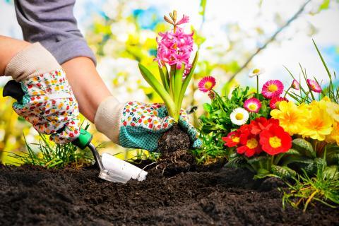 Hands planting flowering plants